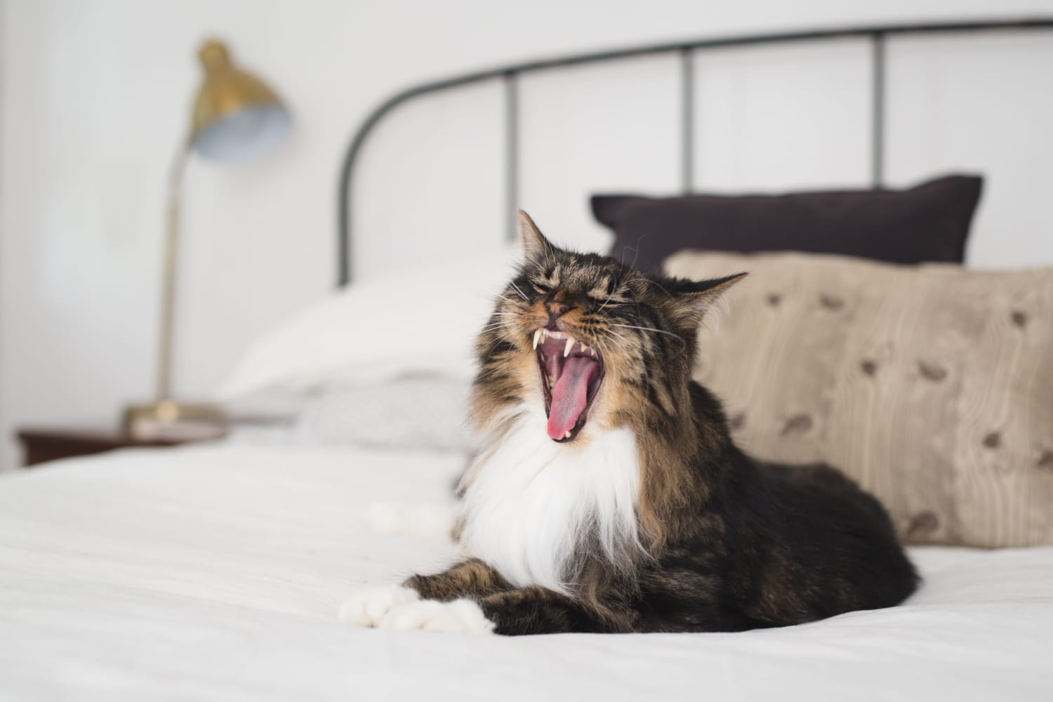 How to keep cat entertained best sale in apartment
